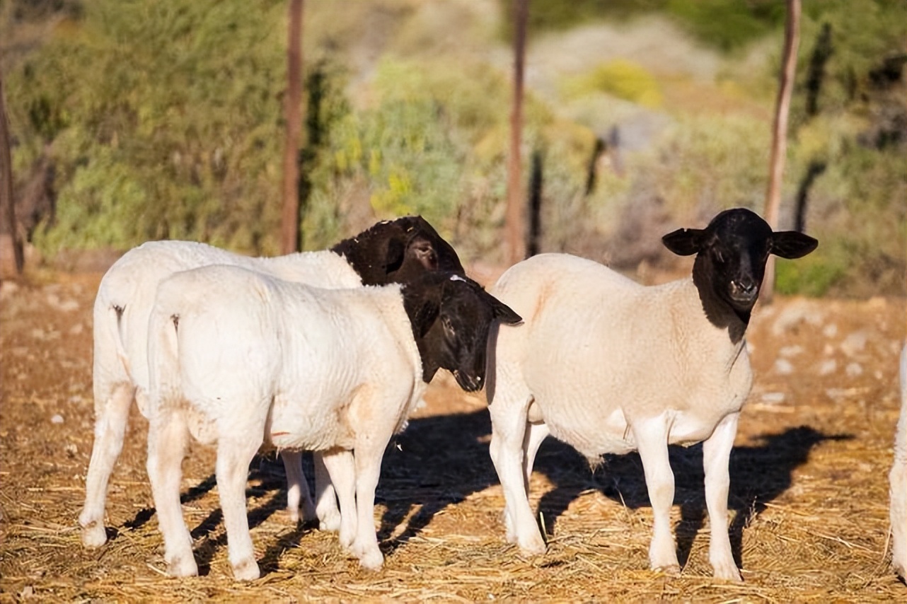 羊流口水有白沫是怎么回事,羊流口水是什么病该怎么治