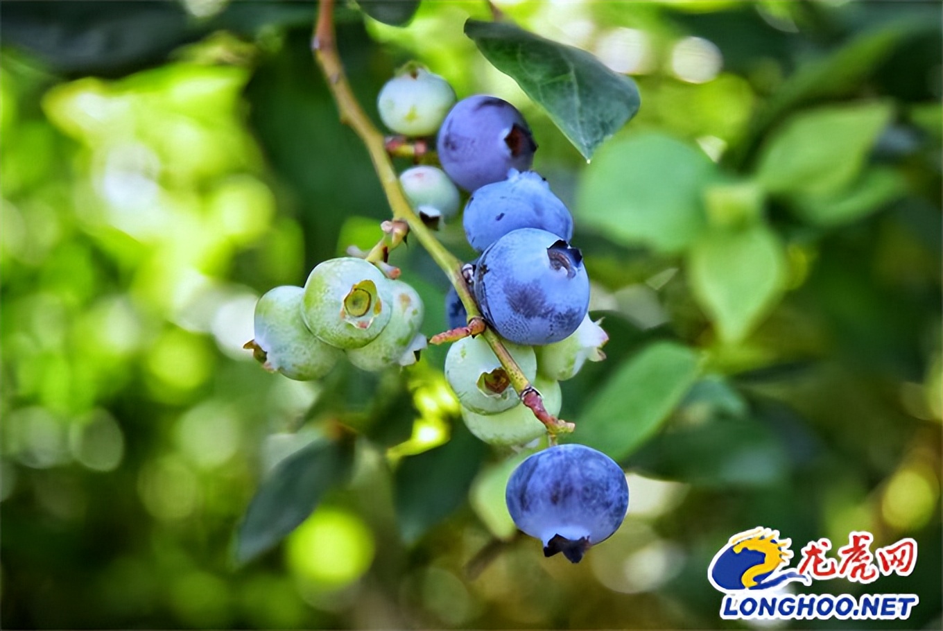 乡村振兴战略描绘美丽乡村新画卷,江宁谷里乡村田园