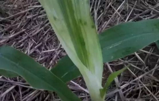 玉米药害了怎么办？做好应急补救措施，减少玉米药害现象