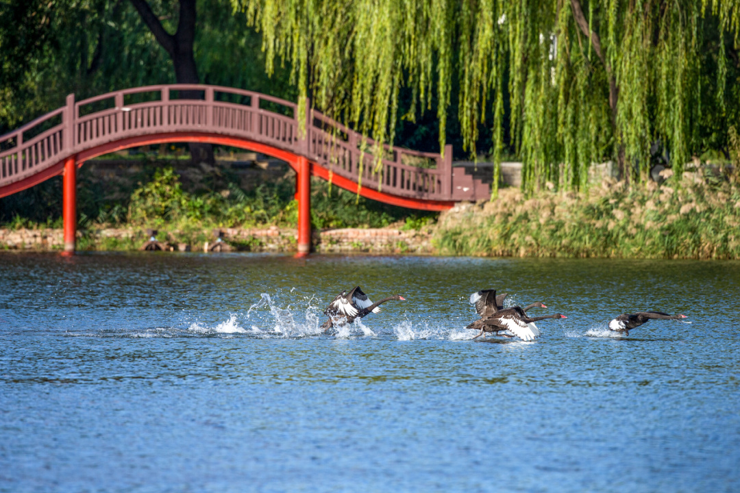 鏄ユ棩鑻忓窞鏃呮父鏀荤暐,鑻忓窞鏄ユ棩鏃呮父鎺ㄨ崘