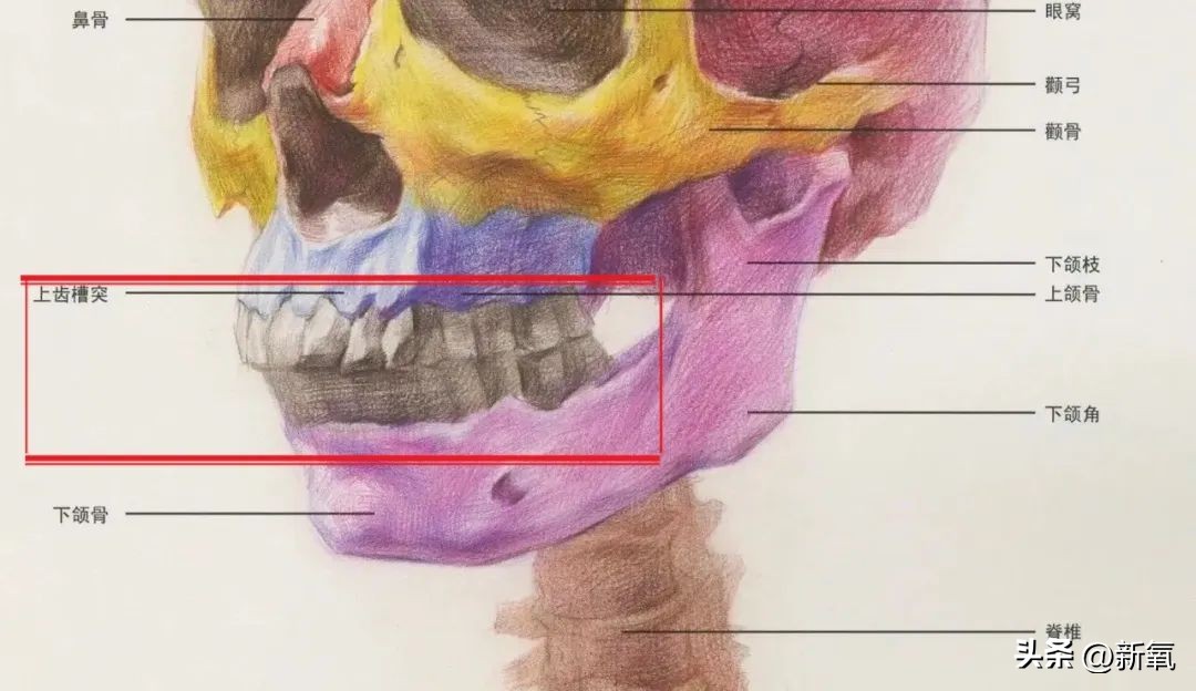牙齿正畸和骨骼正畸的区别,牙齿正畸和眼轴增长有关系吗