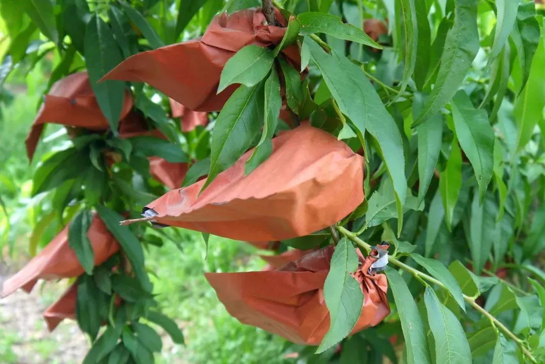 黄金油桃几月上市,山东蒙阴黄金蜜一号油桃