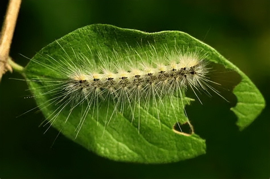白蛾周氏啮小蜂,美国白蛾天敌是什么蜂