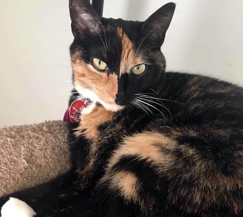 独有的猫叫,独特的猫王