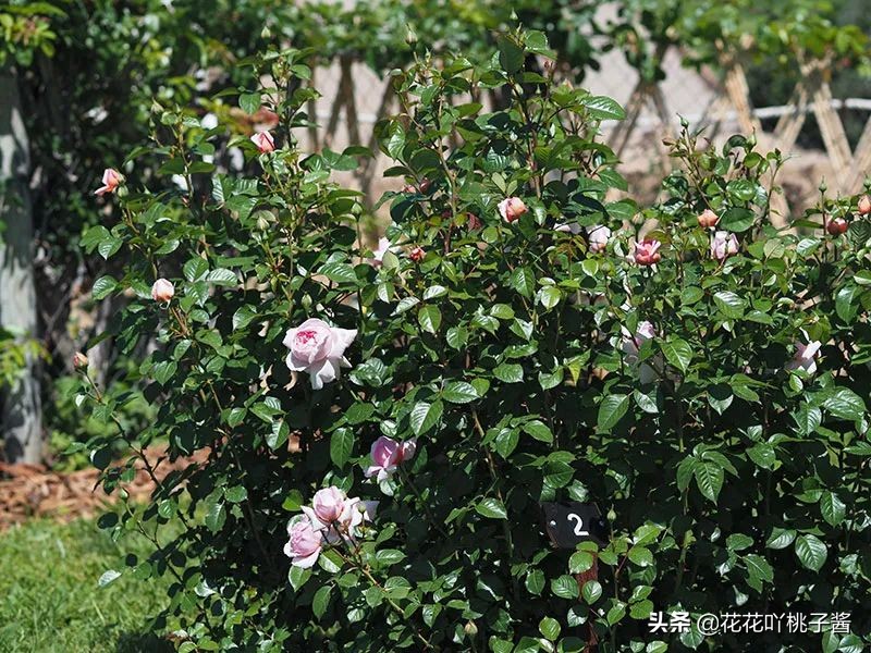 2019月季新品种金奖,超新品月季有哪些品种