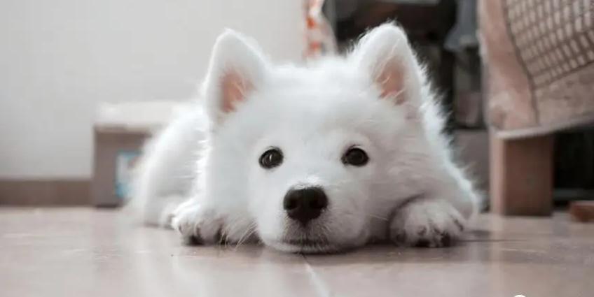 狗狗不来例假了是怎么回事啊,狗狗会不会来姨妈