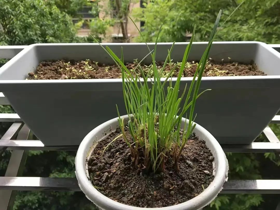 阳台农业产业链,阳台农业最新消息