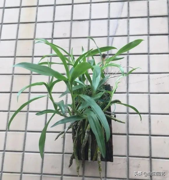 石斛花钉在木板上，挂在露台上，多淋雨水，长得会更快！