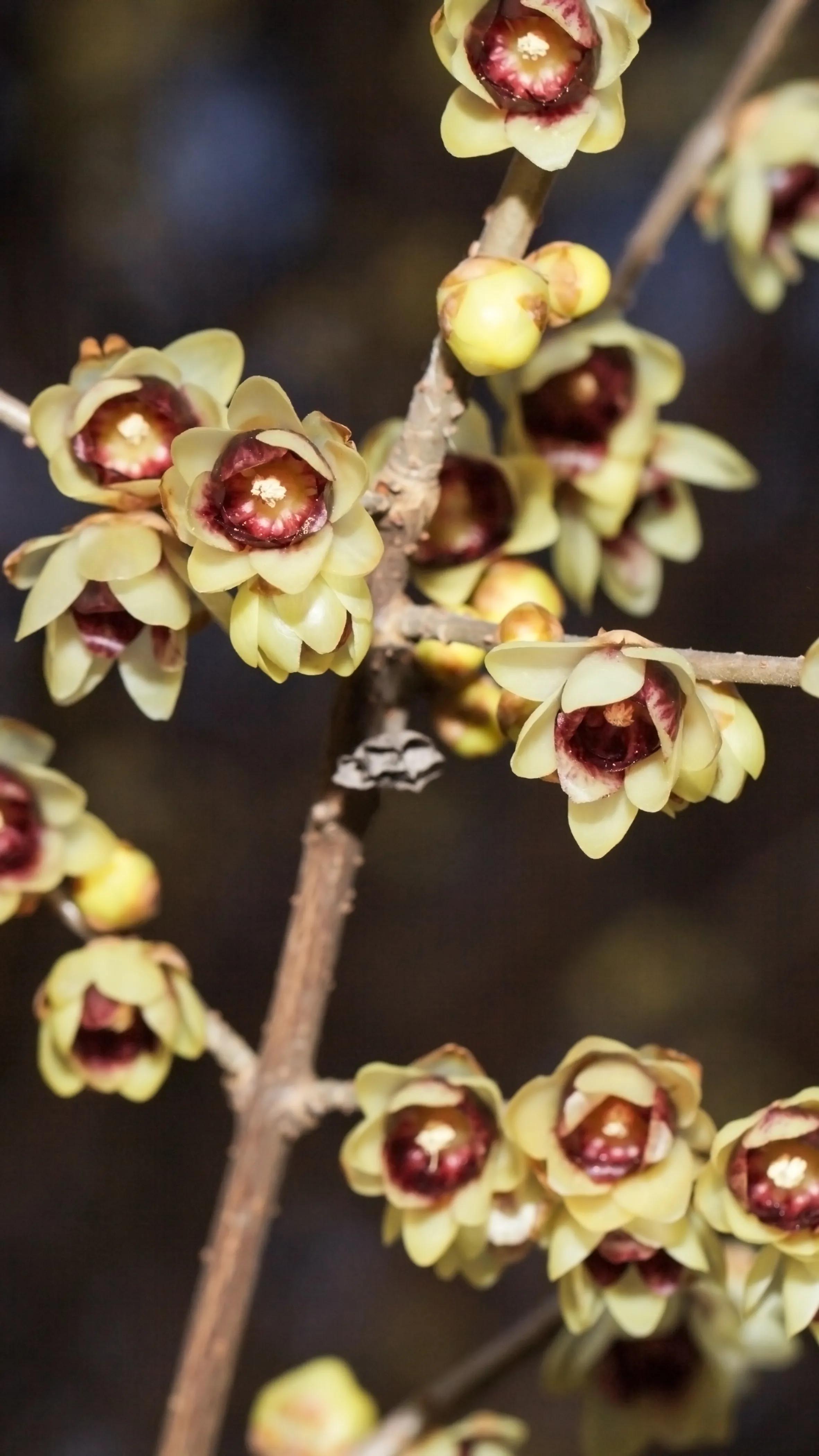 蜡梅花是梅花吗,蜡梅花是秋天开的吗