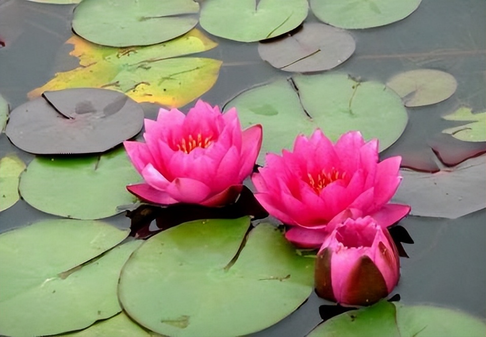 佛教选莲花而不是荷花,荷花与莲花在佛家有何意义