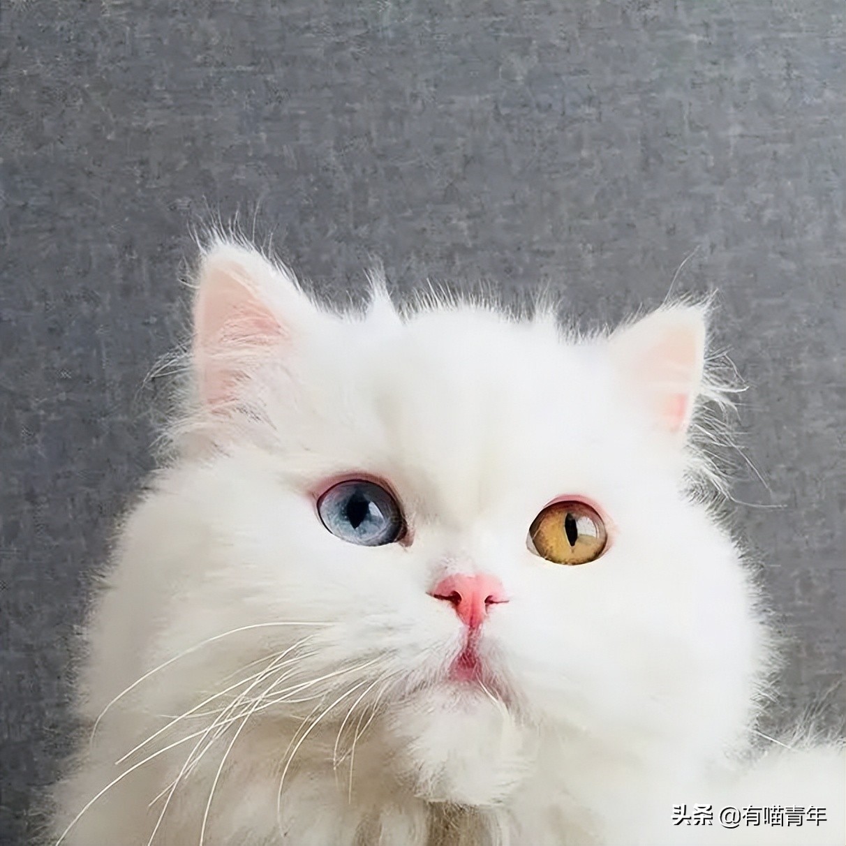 流泪猫猫头原图,最近猫猫头为什么这么火