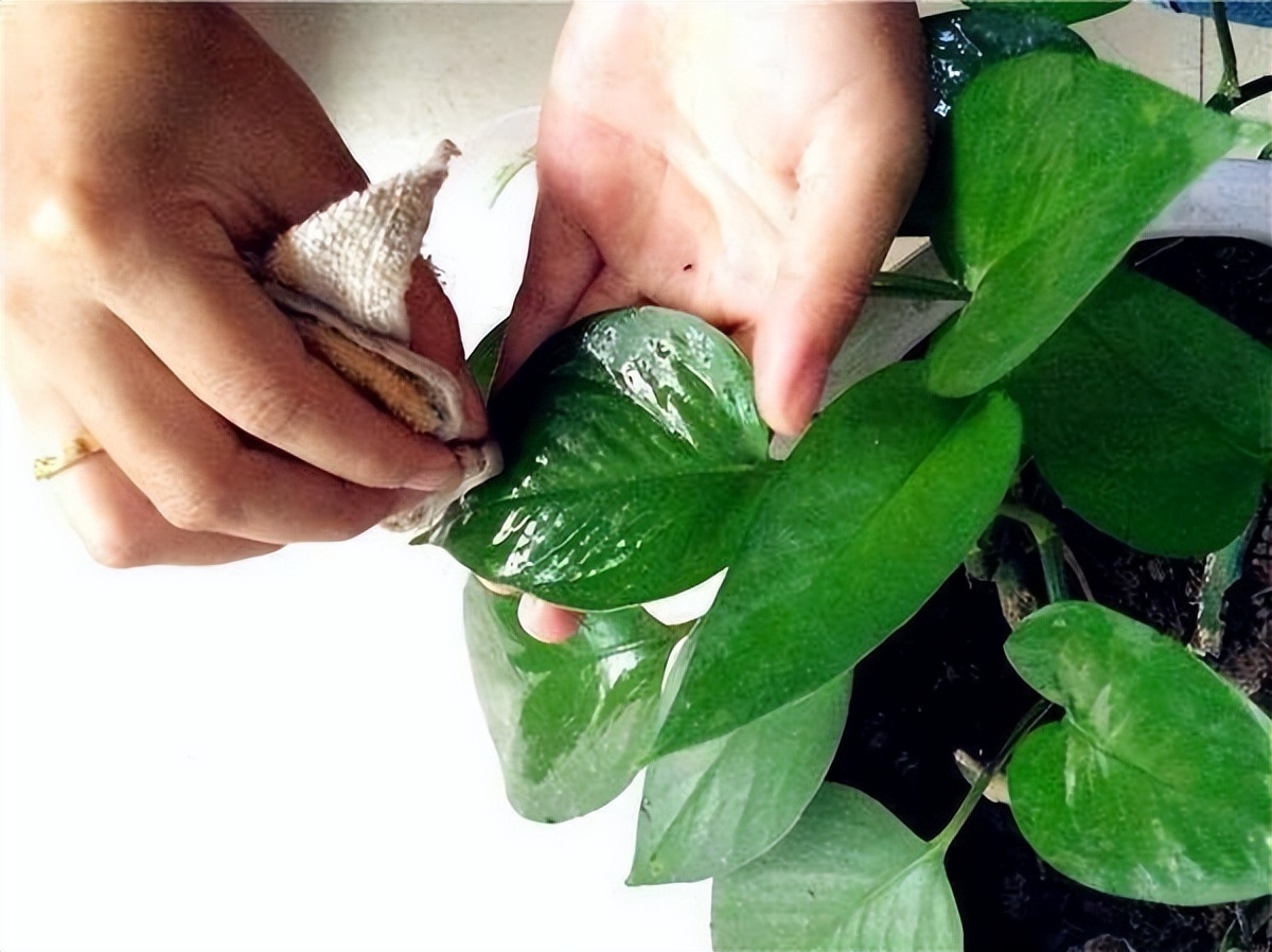 夏天如何让绿萝快速长爆盆,绿萝每天喷湿叶片