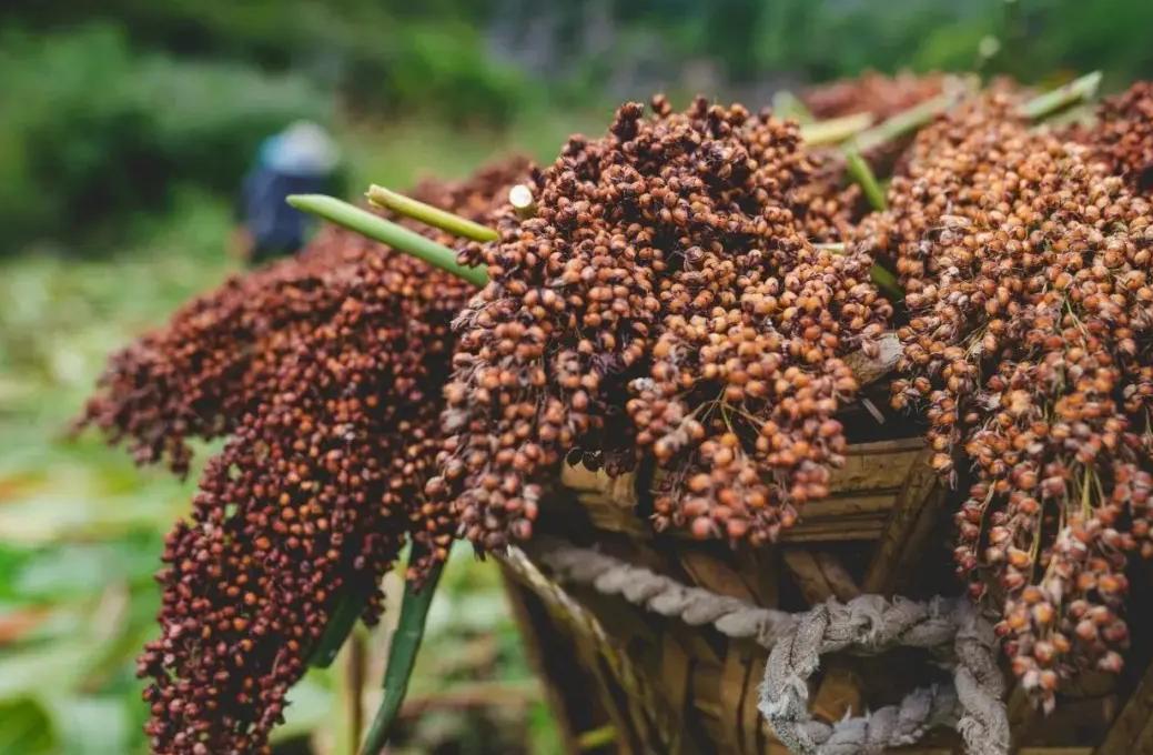 哪种光瓶酒好喝又不贵,有哪些裸瓶酒好喝