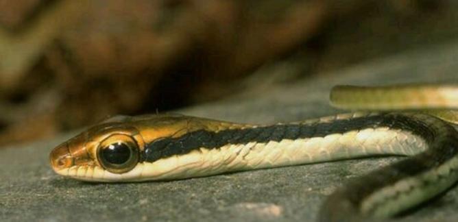 蛇类大全图鉴,蛇类大全