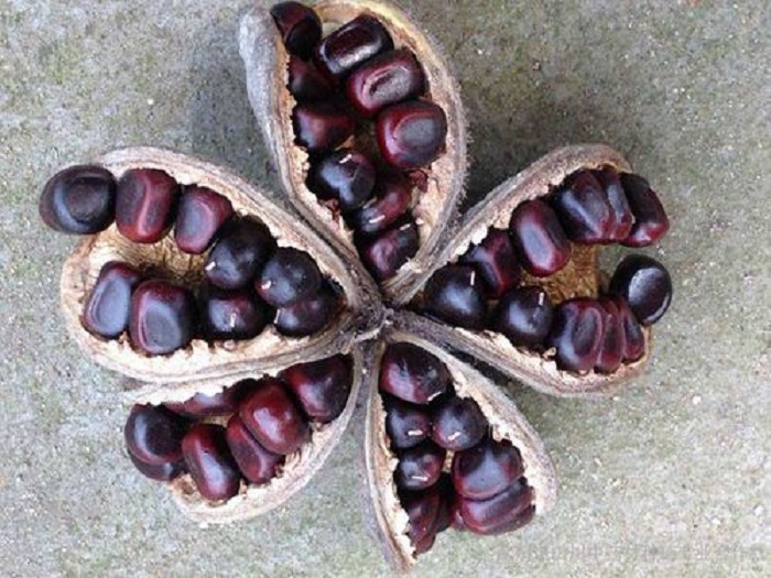 高档食用油营销策划书,食用油营销策略案例