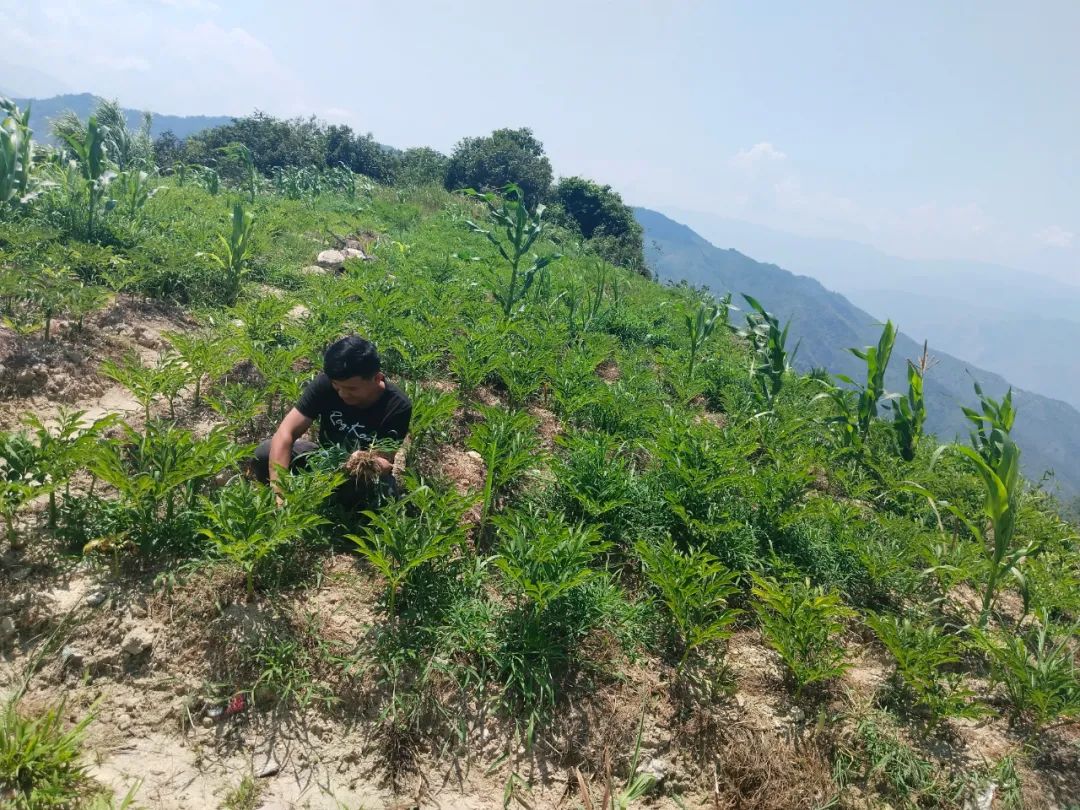 小魔芋成为村里致富新魔力,成县魔芋产业致富增收显魔力