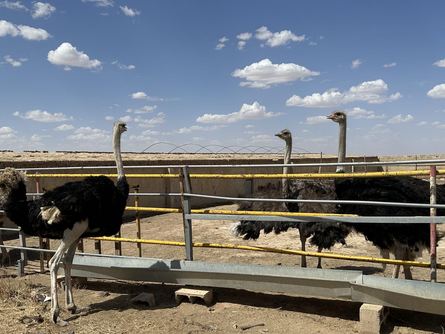 鸡舍养殖致富项目,特色养鸡致富项目