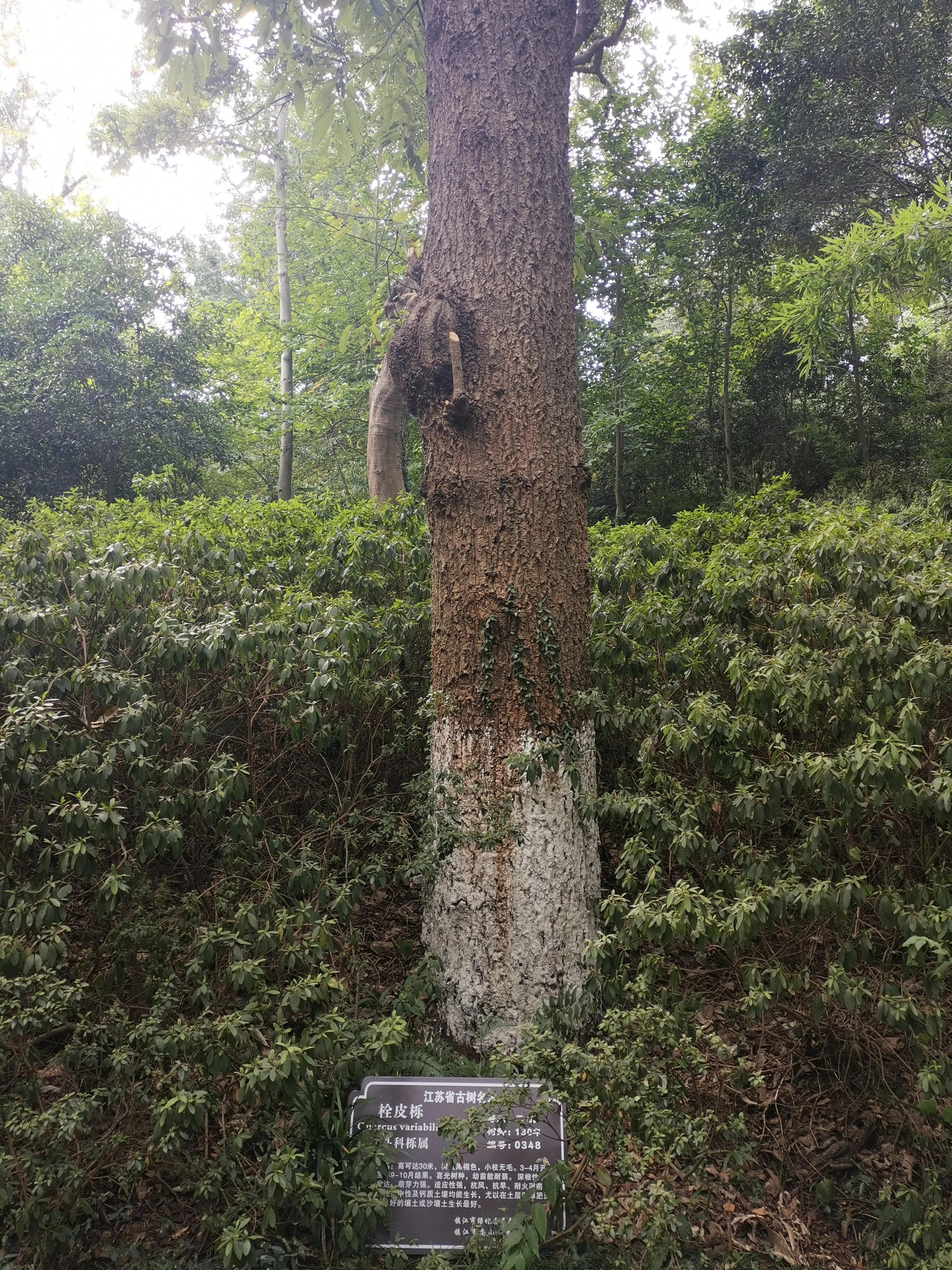南京出发到镇江一日游跟团多少钱,南京去镇江旅行攻略路线