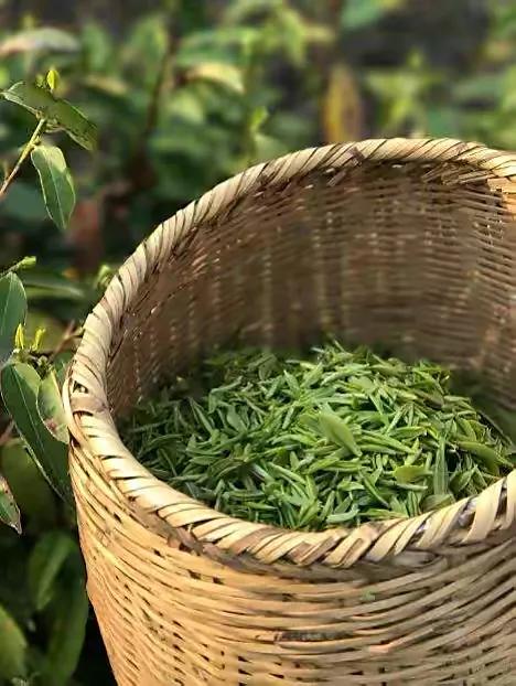 中国十大名茶口味,中国十大名茶中哪些是绿茶