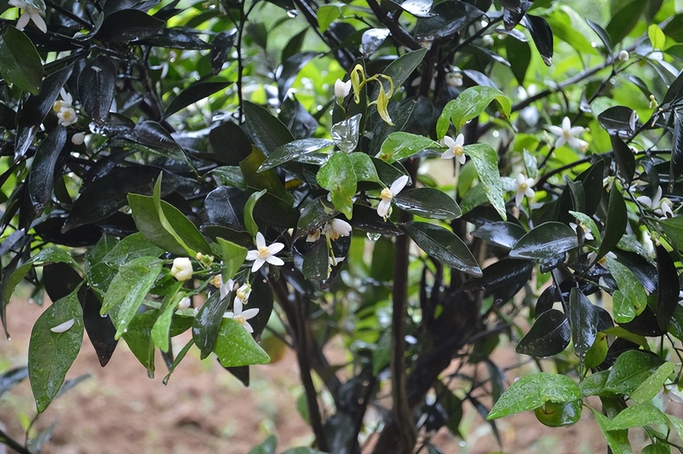 宣恩一座小城,湖北宣恩美丽的小城