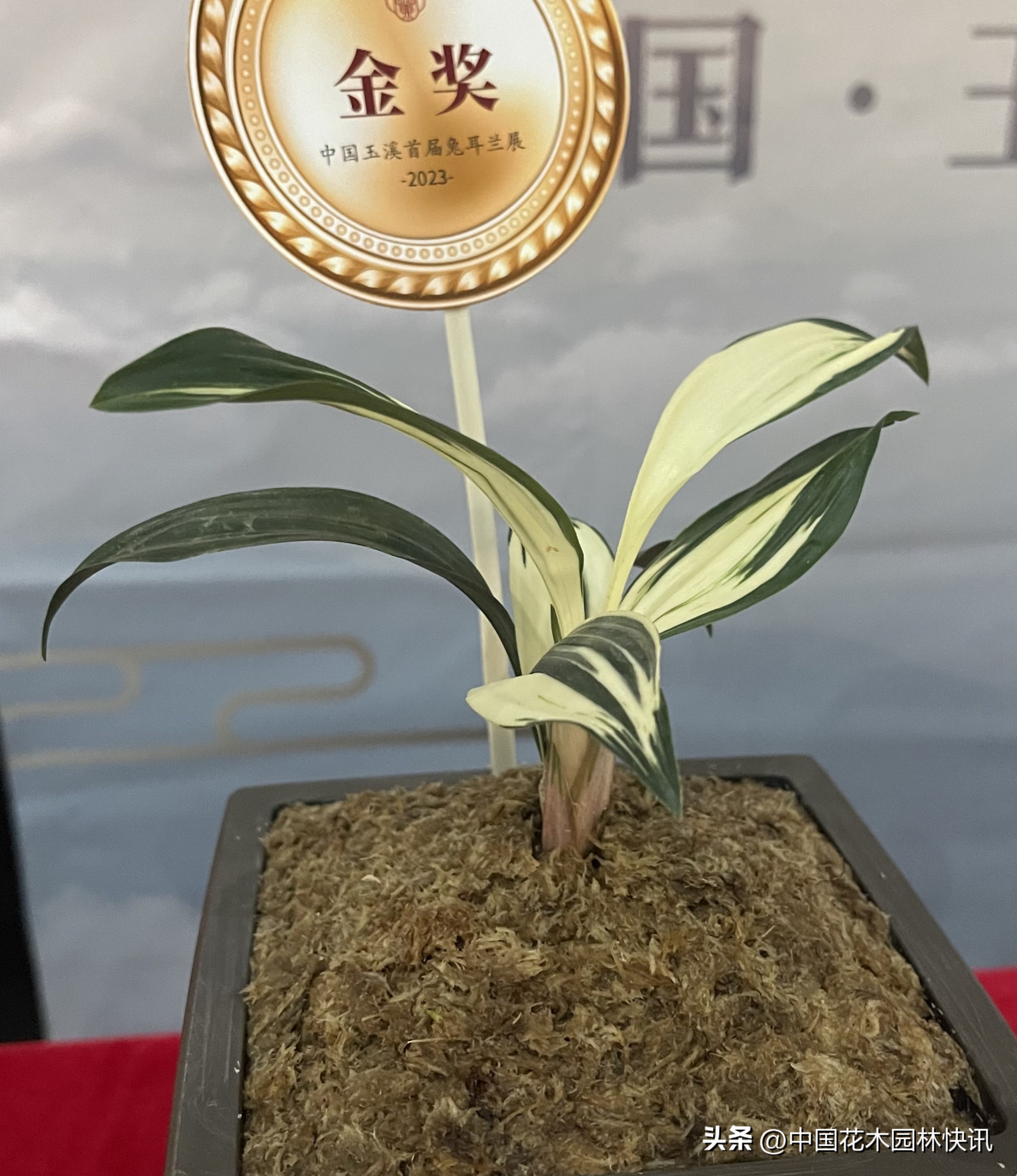 两岸一家亲共筑兰花梦中国玉溪首届兔耳兰展成功举办