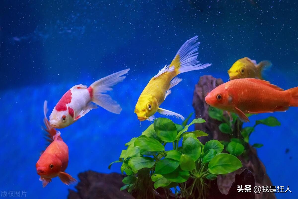 氧气泵噪音大解决方法,卖鱼的氧气泵噪音找谁解决