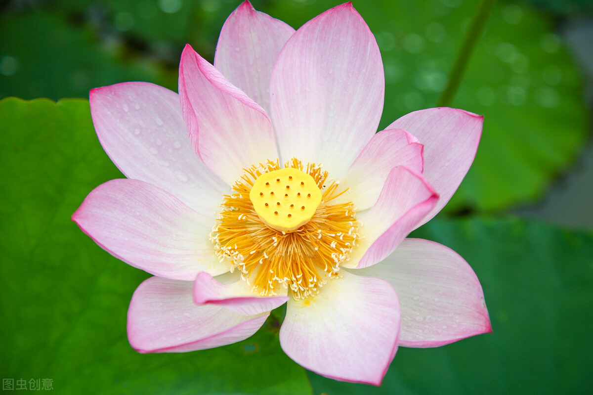 这二十幅极品花卉越看越醉,超好看又耐看的花卉图