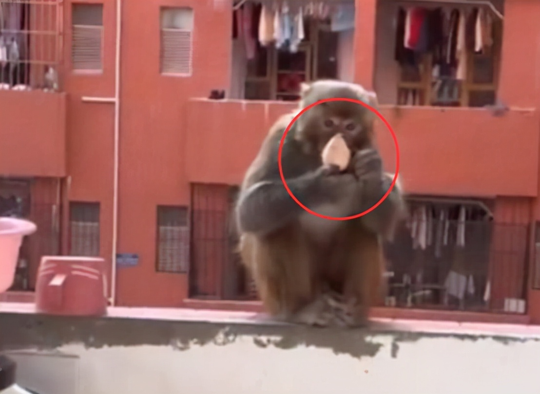 猴子闯入民宅伤人,贵州景区猴子袭击事件