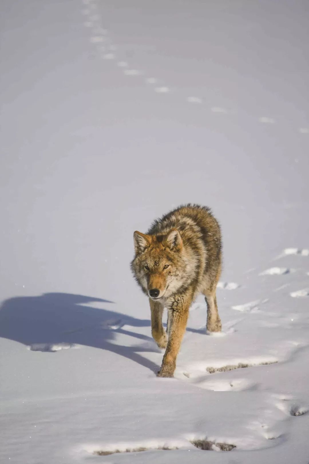 雪夜户外露营,雪夜歌曲