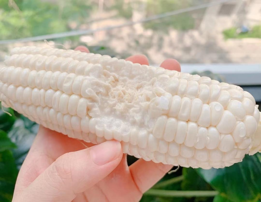 吃玉米喝玉米水能减肥吗,玉米减肥还是紫薯减肥