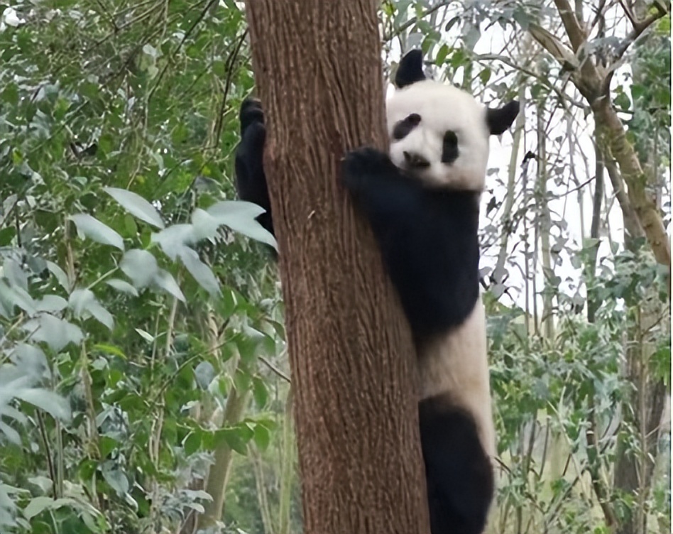 中国十大顶流女明星,顶流女明星穿越电视剧