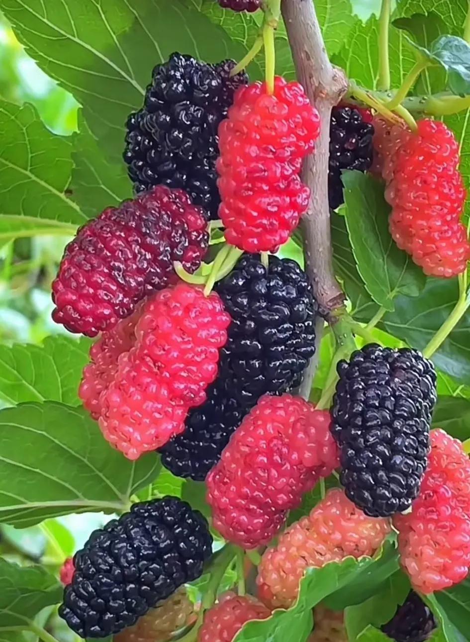 鐡滄灉椋橀澶忔棩鐐庣値,澶忔棩鐐庣値鐡滄灉椋橀