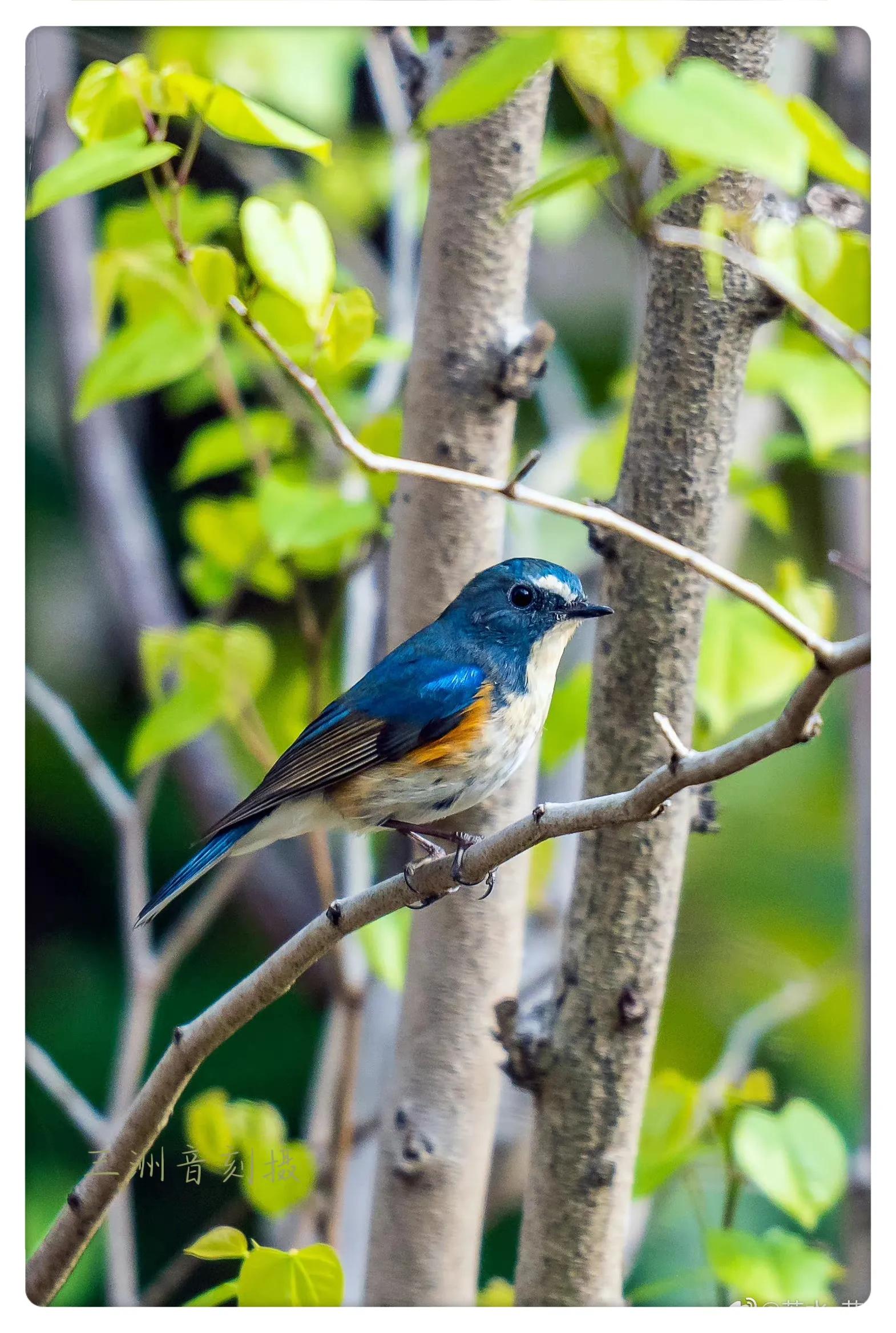 上海国际汽车城安亭,上海安亭国际汽车城