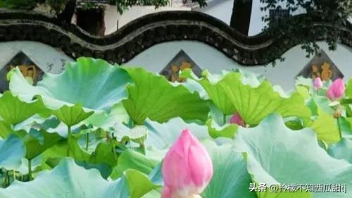 夏日荷花编绳教程,夏日荷花季怎么用诗句赞美荷花