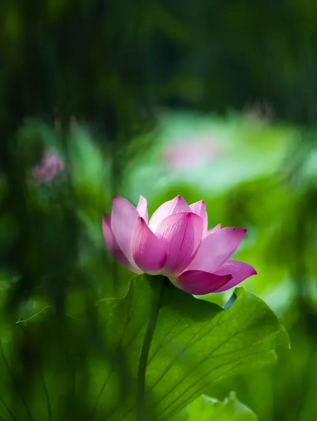 冬日残荷感怀,冬日残荷之韵