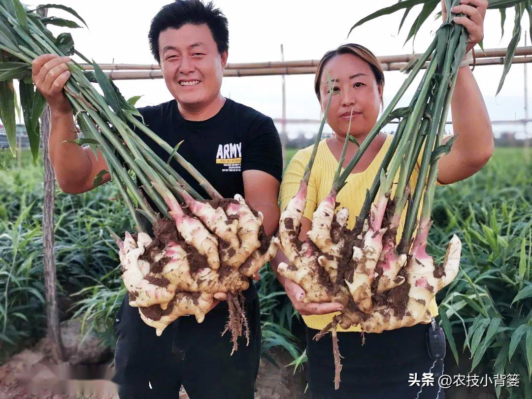 生姜高培土,生姜培土每次培多深