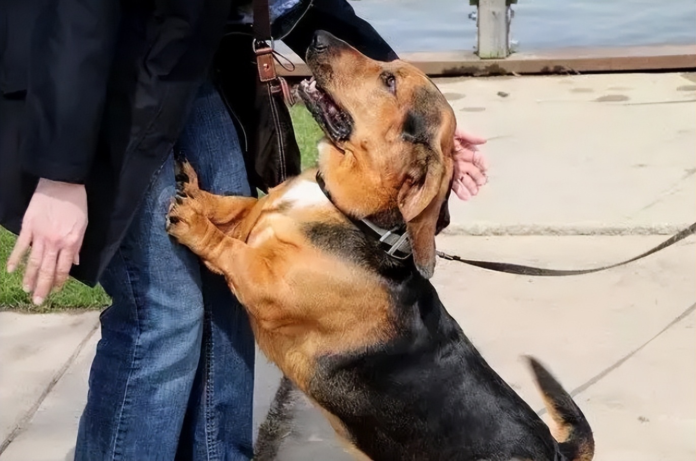 狗狗太兴奋了喜欢扑人怎么办,狗狗跳起来扑主人是什么意思
