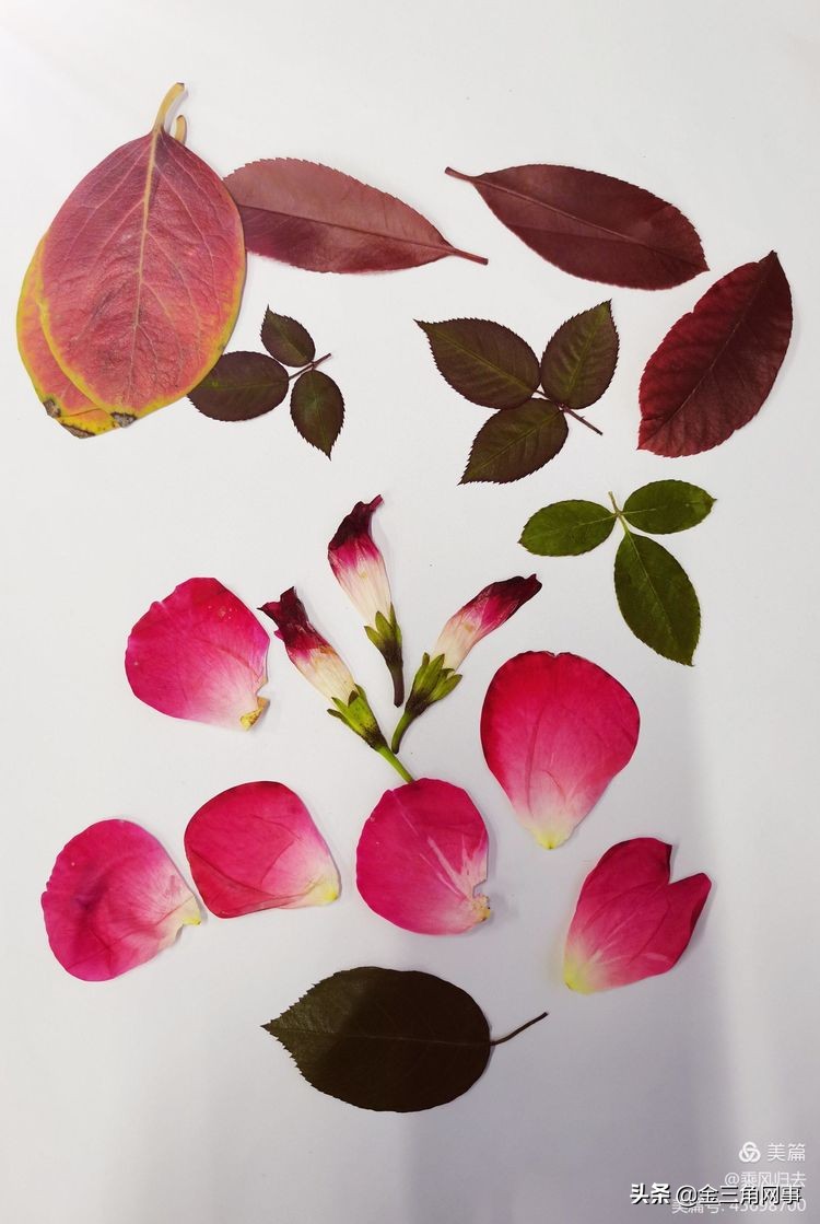 临猗庙上初中推进并践行植物标本课程