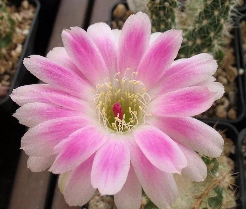 200种·仙人球开花图鉴，大开眼界，美到爆