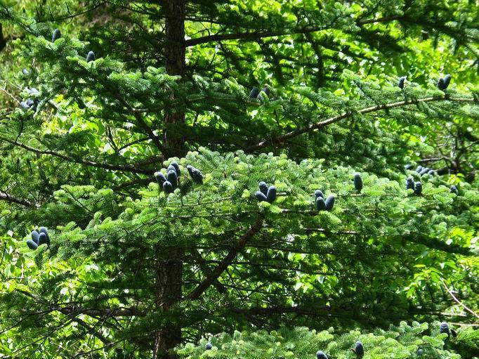 美国的摇钱树，收集到这种昂贵的树脂，就能轻松月入百万