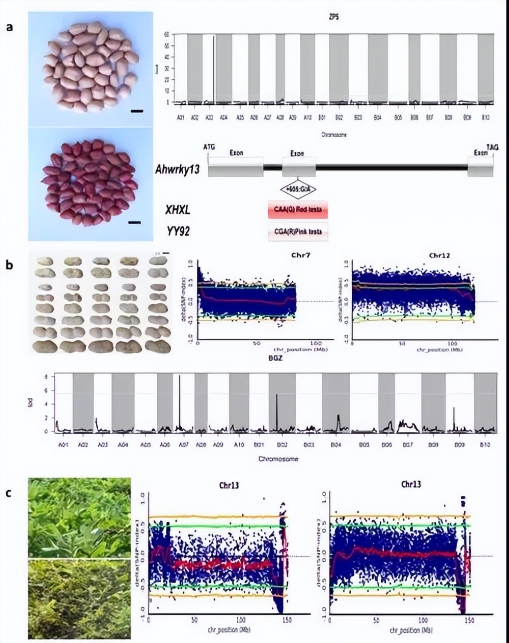 鑺辩敓鍩哄洜绐佸彉,鑺辩敓鎶楁棻鍩哄洜