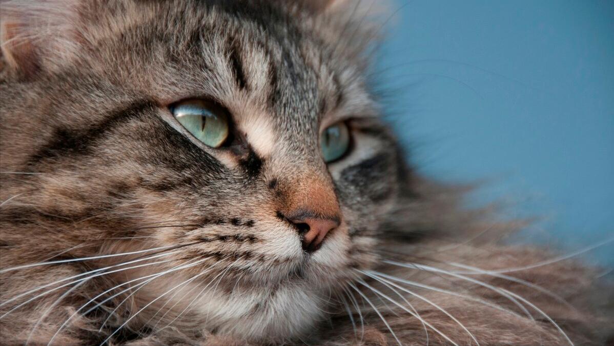 猫咪耳螨严重会出现什么情况,猫咪有耳螨病要怎么处理