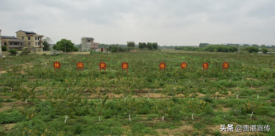 桂平蒙圩番荔枝,广西桂平麻圩荔枝视频
