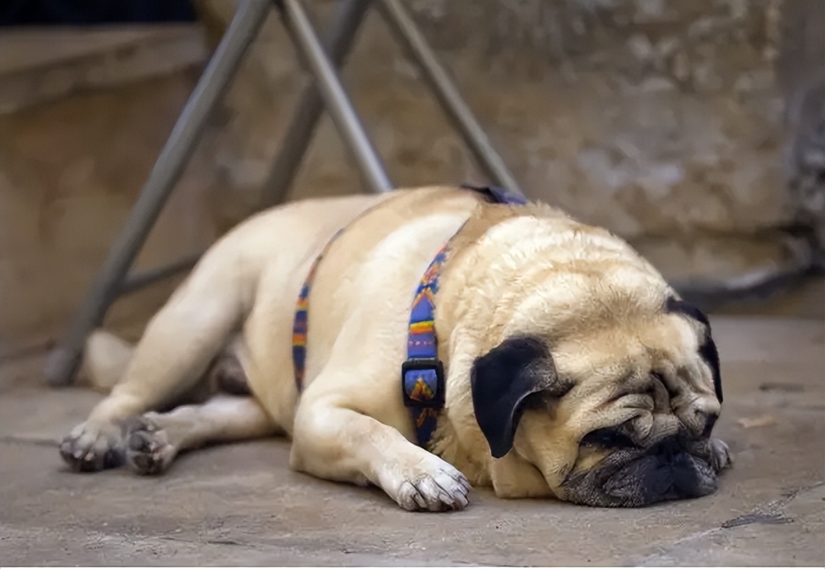 养狗知识大全巴哥犬,巴哥犬心地善良的表现