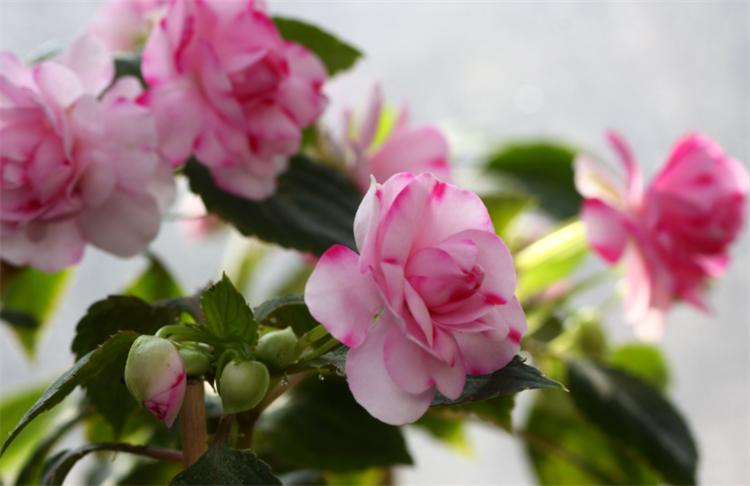 怎样养好水梅花视频,梅花水养方法和技巧