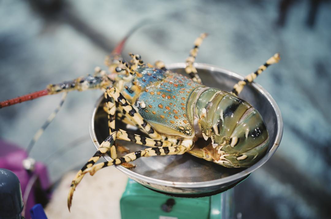 划算实惠的岛,深圳海边度假酒店