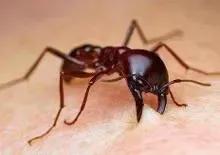 食人蚁虽然身长只有一厘米，但却是非洲凶猛的动物