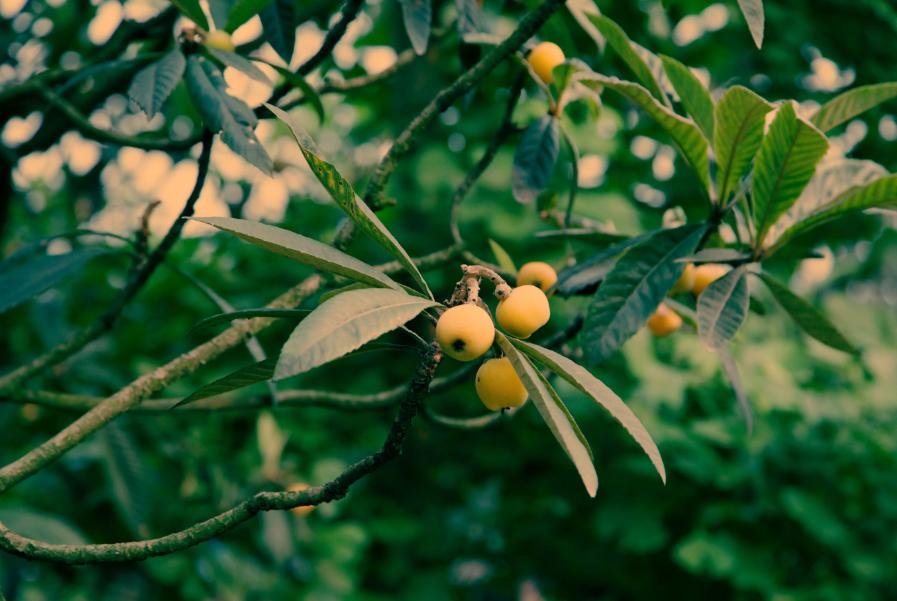 诗词鉴赏-南风树树熟枇杷，有关枇杷的诗词，写满了旧日的好时光