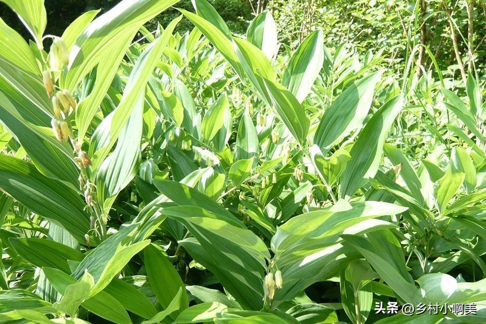 俗称小人参的植物煲汤,鸡头参怎么做药用价值最大