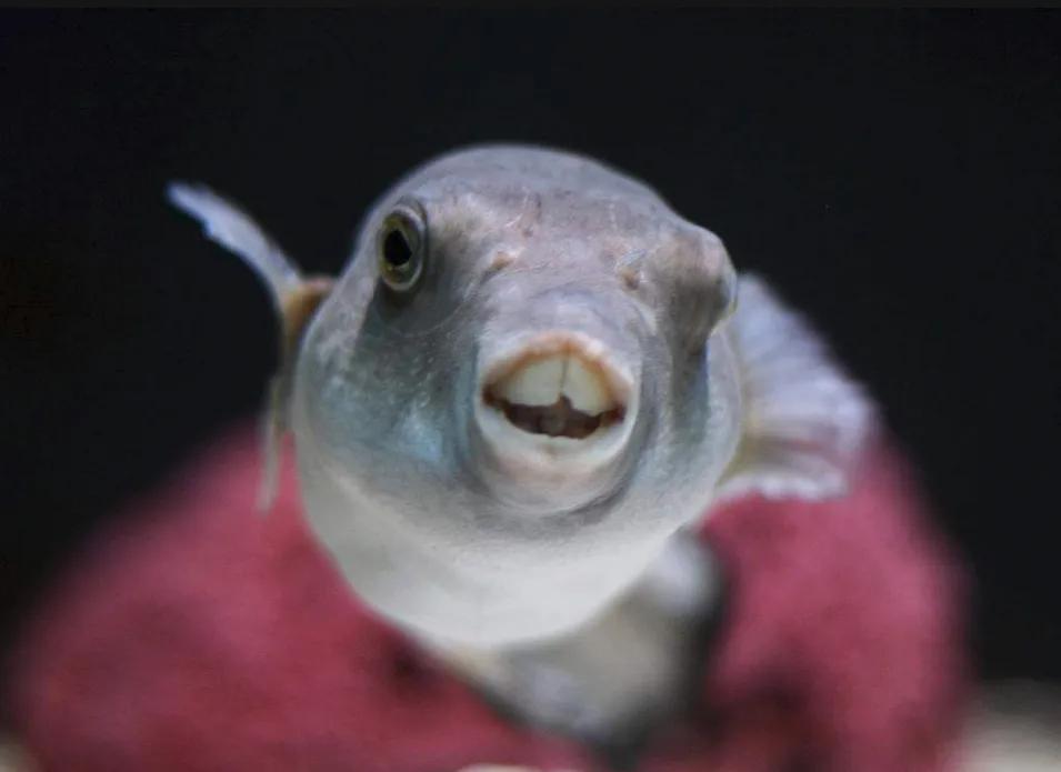 中国养殖河豚鱼,中国河豚鱼市场